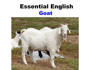 Essential English Goat  