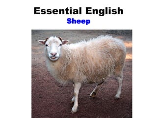 Essential English Sheep 