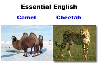 Essential English Camel Cheetah 