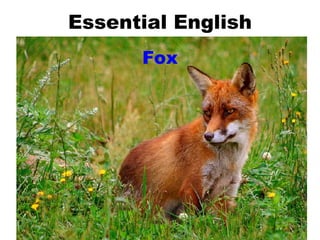 Essential English Fox 
