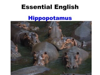 Essential English Hippopotamus 