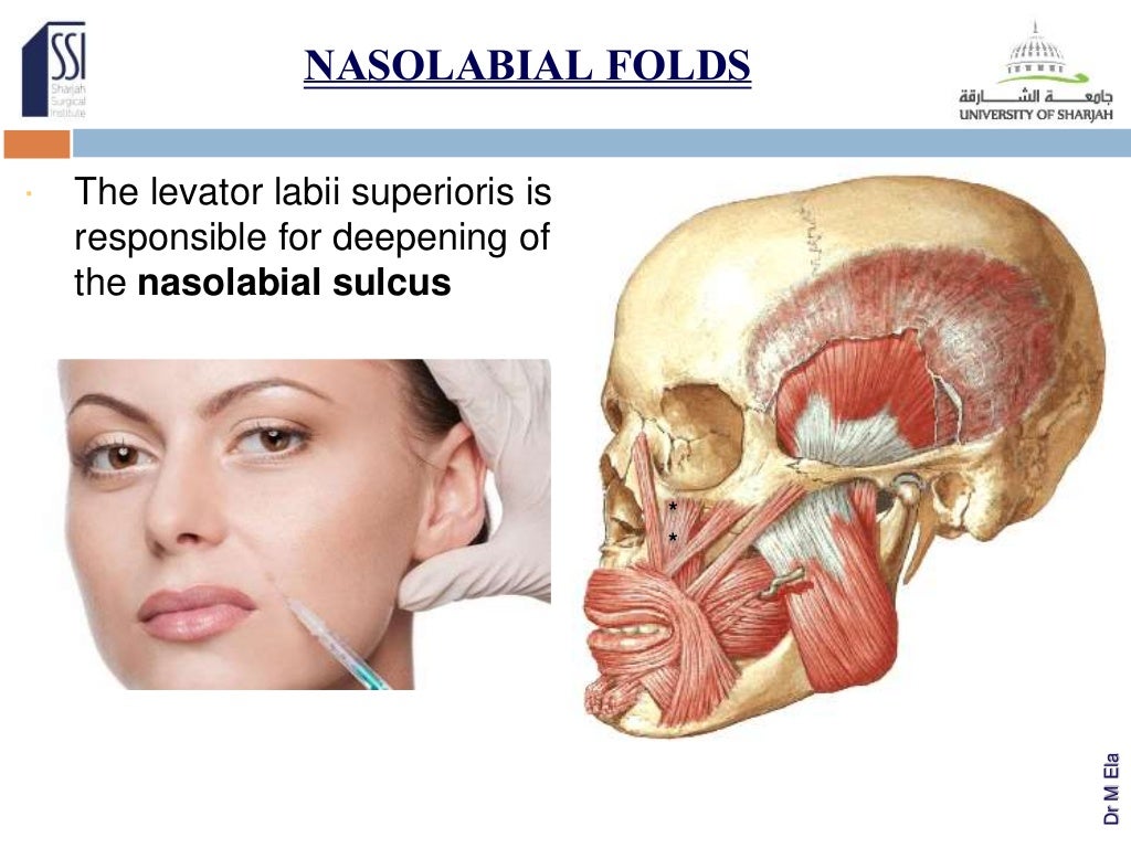 Essential anatomy for facial injections