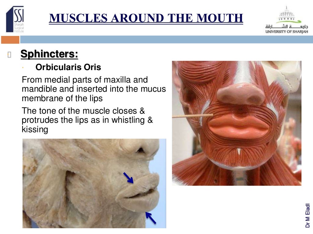 Essential anatomy for facial injections