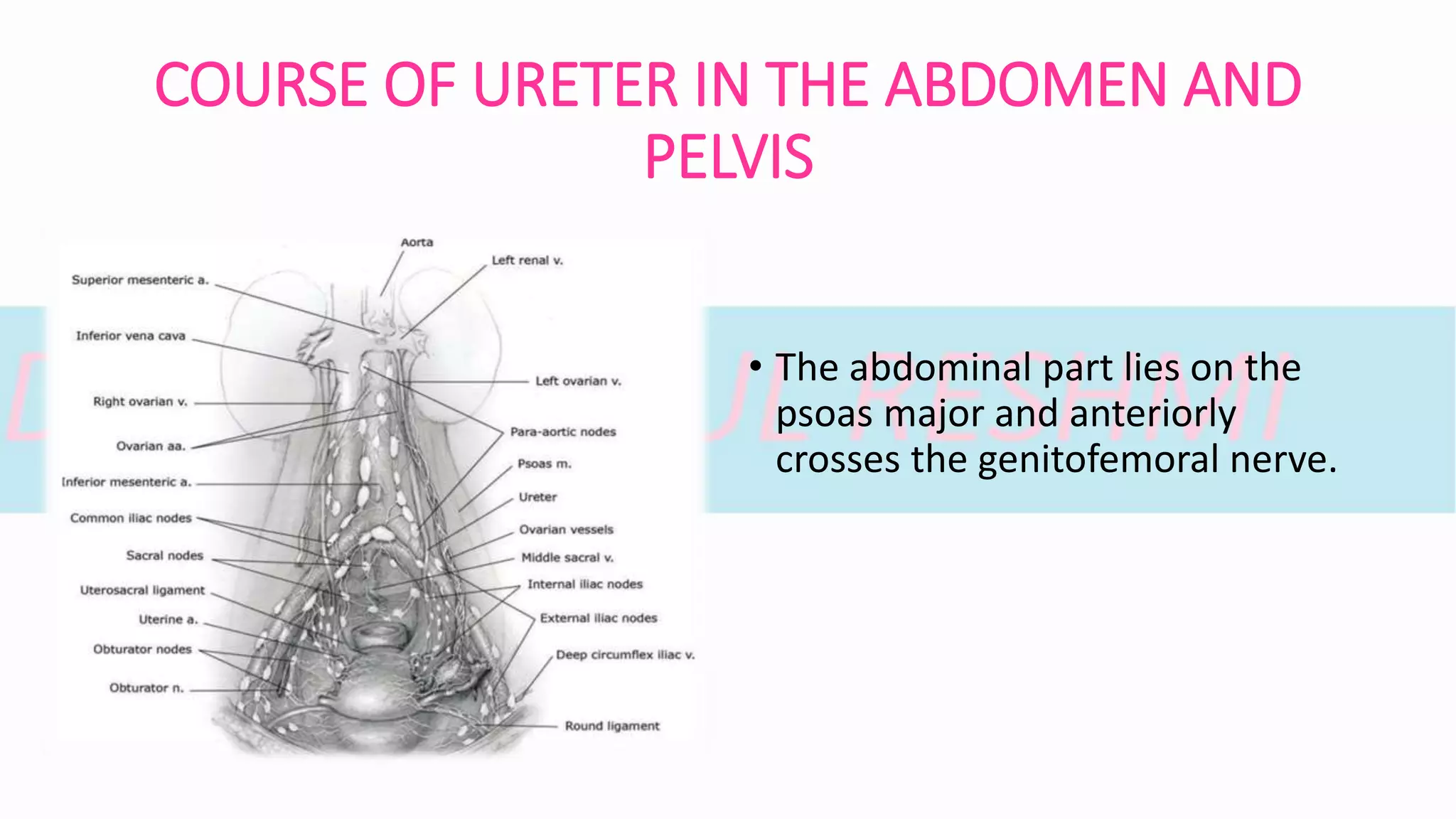 ESSENTIAL ANATOMY IN GYNAECOLOGY PART - I | PPTX