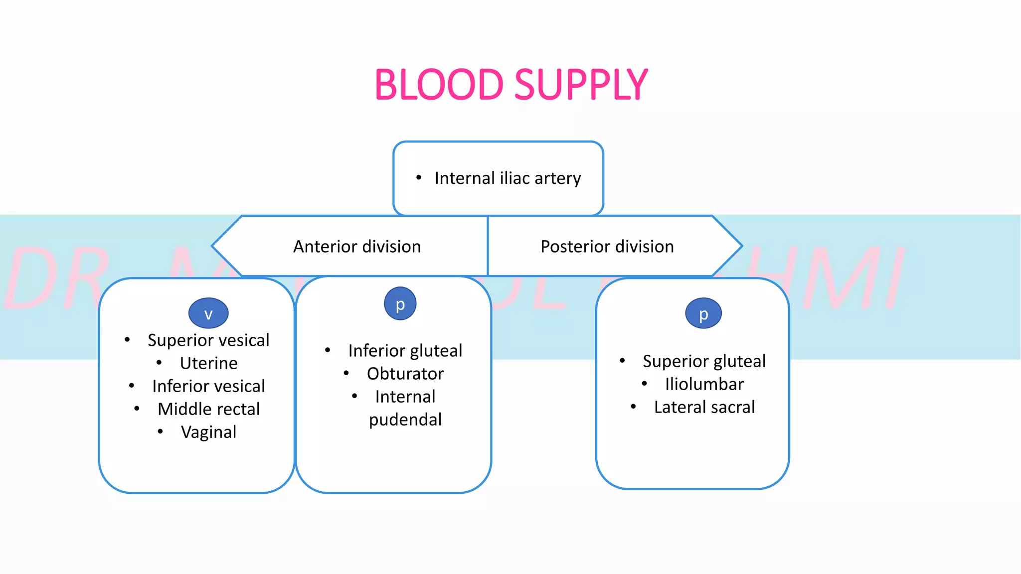 ESSENTIAL ANATOMY IN GYNAECOLOGY PART - I | PPTX