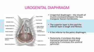 essential-anatomy-in-gynaecology-part-i-pptx