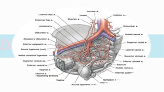 ESSENTIAL ANATOMY IN GYNAECOLOGY PART - I | PPTX
