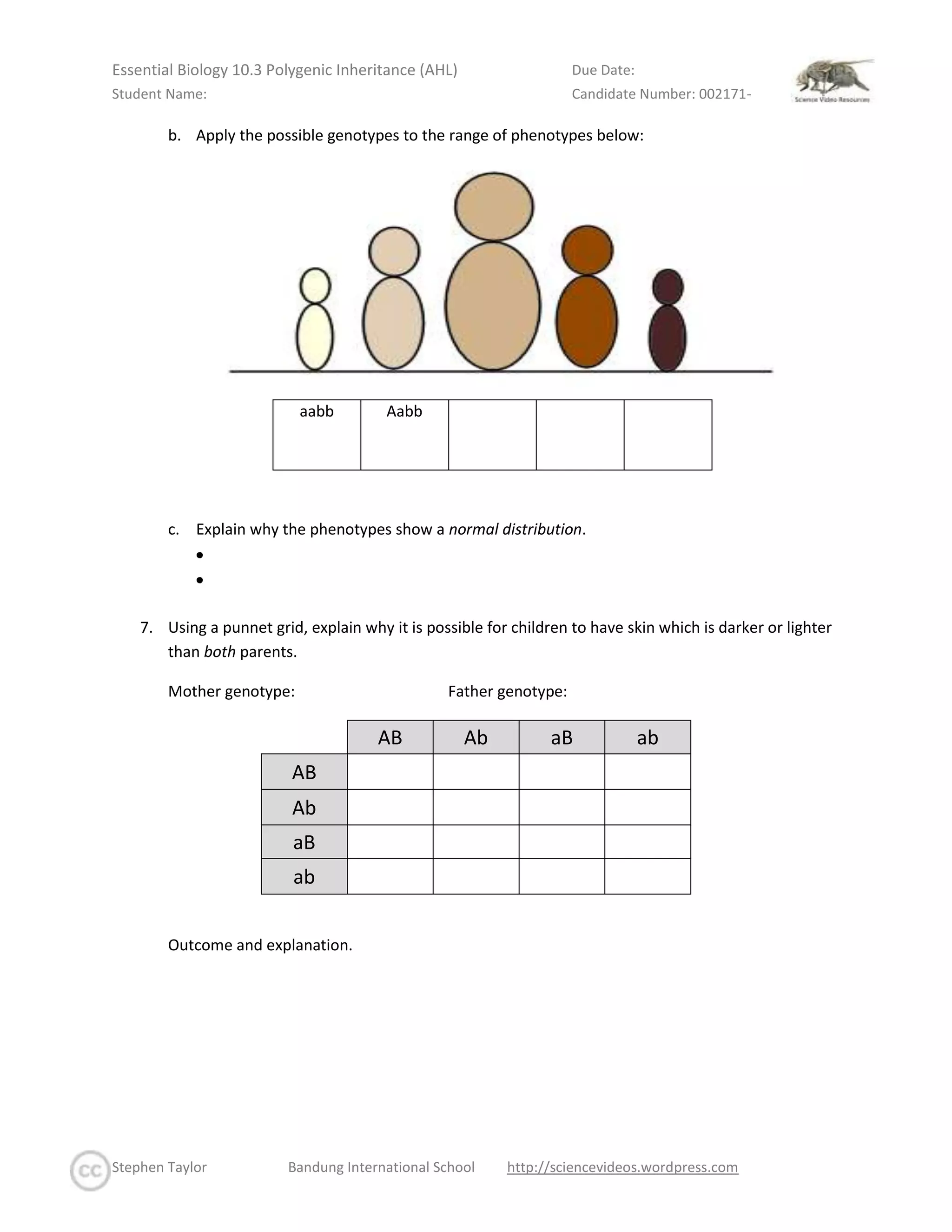 Distinguish between polygenic inheritance and multiple alleles. 