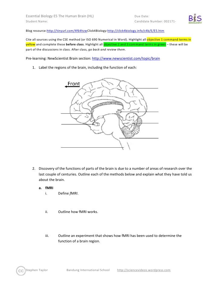 Structure Of The Brain Worksheet Answers Structure Of The Brain Worksheet Answers