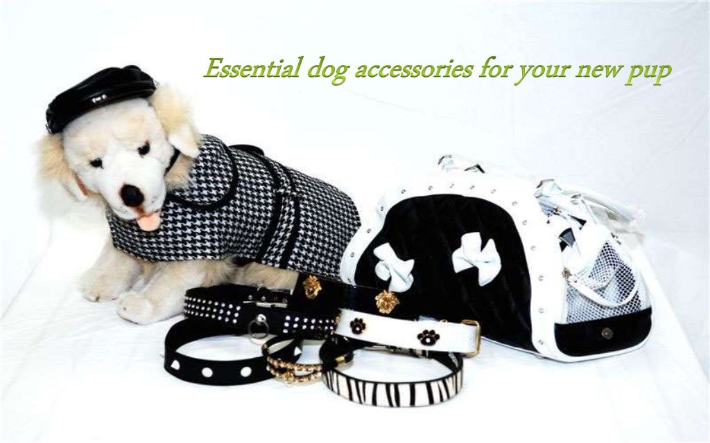 Essential dog accessories for your new pup