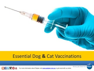 Essential Dog & Cat Vaccinations
For more information about Petplan visit www.petplan.com.au or get social with us online.
 