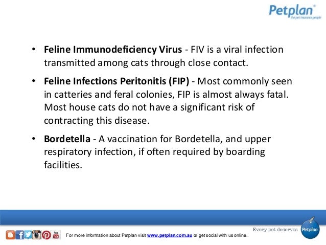 Conjunctivitis Cats Contagious Humans Conjunctivitis Cats Contagious Humans