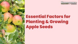 Essential Factors for
Planting & Growing
Apple Seeds
 
