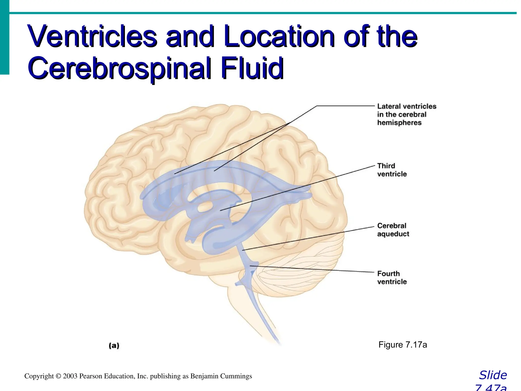 Ventricles and Location of the
Ventricles and Location of the
Cerebrospinal Fluid
Cerebrospinal Fluid
Slide
Copyright © 2003 Pearson Education, Inc. publishing as Benjamin Cummings
Figure 7.17a
 