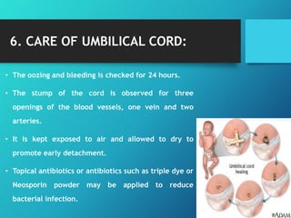 6. CARE OF UMBILICAL CORD:
• The oozing and bleeding is checked for 24 hours.
• The stump of the cord is observed for three
openings of the blood vessels, one vein and two
arteries.
• It is kept exposed to air and allowed to dry to
promote early detachment.
• Topical antibiotics or antibiotics such as triple dye or
Neosporin powder may be applied to reduce
bacterial infection.
 