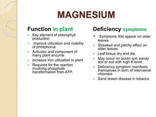 MAGNESIUM
Function in plant
 Key element of chlorophyll
production
 improve utilization and mobility
of phosphorus
 Activator and component of
many plant enzyme
 Increase iron utilization in plant
 Required for the reaction
involving phosphate
transformation from ATP.
Deficiency symptoms
 Symptoms first appear on older
leaves
 Streaked and patchy effect on
older leaves
 Leaf tissue dry and die
 May occur on acidic soil, sandy
soil or soil with high K level
 Deficiency symptom manifests
themselves in term of interveinal
chlorosis
 Sand drawn disease in tobacco
 