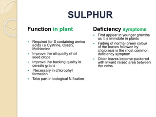 SULPHUR
Function in plant
 Required for S containing amino
acids i.e Cystrine, Cystin,
Methionine
 Improve the oil quality of oil
seed crops
 Improve the backing quality in
cereals grains
 Necessary in chlorophyll
formation
 Take part in biological N fixation
Deficiency symptoms
 First appear in younger growths
as it is immobile in plants
 Fading of normal green colour
of the leaves followed by
cholorosis is the most common
deficiency symptom
 Older leaves become puckered
with inward raised area between
the veins
 