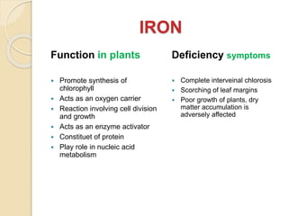 IRON
Function in plants
 Promote synthesis of
chlorophyll
 Acts as an oxygen carrier
 Reaction involving cell division
and growth
 Acts as an enzyme activator
 Constituet of protein
 Play role in nucleic acid
metabolism
Deficiency symptoms
 Complete interveinal chlorosis
 Scorching of leaf margins
 Poor growth of plants, dry
matter accumulation is
adversely affected
 