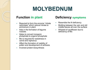MOLYBEDNUM
Function in plant
 Required to form the enzyme “nitrate
reductase” which reduce nitrate to
ammonium in plant
 Aids in the formation of legume
nodules
 Helps to convert inorganic
phosphate to organic phosphate
 Mo is required for sweetness in
carrot and raphanus
 Affect the formation of viability of
pollen and development of anthesis
 Involved protein biosynthesis
Deficiency symptoms
 Resemble the N deficiency
 Mottling between the vein and old
middle leaves all over the surface
 Whiptail of cauliflower due to
deficiency of Mo
 