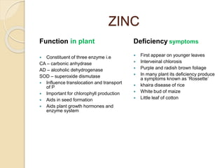 Essential nutrients for plants, their function and deficiency 