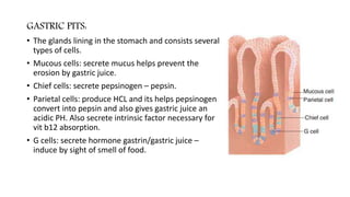 GASTRIC PITS:
• The glands lining in the stomach and consists several
types of cells.
• Mucous cells: secrete mucus helps prevent the
erosion by gastric juice.
• Chief cells: secrete pepsinogen – pepsin.
• Parietal cells: produce HCL and its helps pepsinogen
convert into pepsin and also gives gastric juice an
acidic PH. Also secrete intrinsic factor necessary for
vit b12 absorption.
• G cells: secrete hormone gastrin/gastric juice –
induce by sight of smell of food.
 
