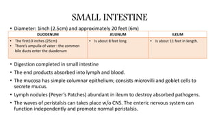 SMALL INTESTINE
• Diameter: 1inch (2.5cm) and approximately 20 feet (6m)
• Digestion completed in small intestine
• The end products absorbed into lymph and blood.
• The mucosa has simple columnar epithelium; consists microvilli and goblet cells to
secrete mucus.
• Lymph nodules (Peyer’s Patches) abundant in ileum to destroy absorbed pathogens.
• The waves of peristalsis can takes place w/o CNS. The enteric nervous system can
function independently and promote normal peristalsis.
DUODENUM JEJUNUM ILEUM
• The first10 inches (25cm)
• There’s ampulla of vater : the common
bile ducts enter the duodenum
• Is about 8 feet long • Is about 11 feet in length.
 