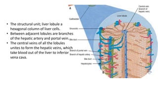 • The structural unit; liver lobule a
hexagonal column of liver cells.
• Between adjacent lobules are branches
of the hepatic artery and portal vein.
• The central veins of all the lobules
unites to form the hepatic veins, which
take blood out of the liver to inferior
vena cava.
 
