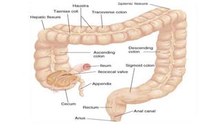 Essential of the digestive system_physiology