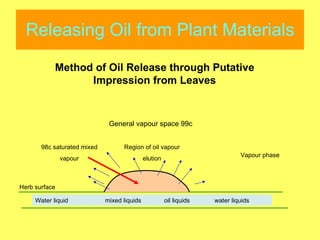 Releasing Oil from Plant Materials Herb surface Water liquid  mixed liquids  oil liquids  water liquids Vapour phase 98c saturated mixed  vapour General vapour space 99c Region of oil vapour elution Method of Oil Release through Putative Impression from Leaves 