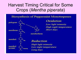 Harvest Timing Critical for Some Crops ( Mentha piperata ) 