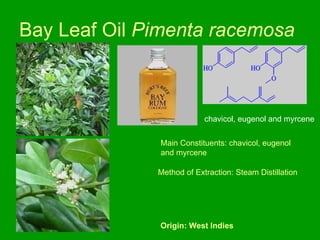 Bay Leaf Oil  Pimenta racemosa   chavicol, eugenol and myrcene   Main Constituents: chavicol, eugenol  and myrcene   Method of Extraction: Steam Distillation Origin: West Indies 
