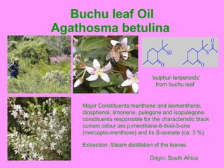 Buchu leaf Oil Agathosma betulina   'sulphur-terpenoids' from buchu leaf   Origin: South Africa Extraction: Steam distillation of the leaves Major Constituents:menthone and isomenthone,  diosphenol, limonene, pulegone and isopulegone .  constituents responsible for the characteristic black  currant odour are p - menthane-8-thiol-3-one  ( mercapto - menthone )  and its S - acetate  ( ca .  3  %).   