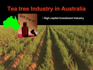 Tea tree Industry in Australia High capital Investment Industry 