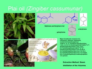 Plai oil  (Zingiber cassumunar)   Major Constituents: terpinen-4-ol,  a-terpinene, sabinene, g-terpinene,  cis -3-(2',4',5'-trimethoxyphenyl -4-[(E)-2''',4''',5'''-trimethoxy-styryl]cyclohex- 1-ene,  cis -3-(3',4'-dimethoxyphenyl)-4-[(E)-3''',4'''- dimethoxystyryl]cyclohex-1-ene,  cis -3- (3',4'-dimethoxyphenyl)-4-[(E)-2''',4''',5'''-  trimethoxystyryl]cyclohex-1-ene (3),(E)-4- (3',4'-dimethoxypheny1)but-3-en-1-ol, E)-4- (3',4'-dimethoxypheny1)but-3-en-1-yl acetate,  8-(3',4'-dimethoxyphenyl)-2-methoxynaphtho- 1,4- quinone  Sabinene and terpinen-4-ol a-terpinene g-terpinene Extraction Method: Steam  distillation of the rhizomes 