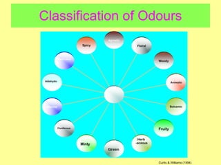 Classification of Odours Curtis & Williams (1994) 