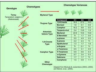 Tansy
Tanacetum vulgare L
(Asteraceae)
Genotype
Chemotypes
Camphor Type
1,8-Cineole
Type
Artemisia
ketone Type
Thujone Type
Myrtenol Type
Chemotype Variances
Other
Chemotype
Compound C1 C2 C3
1,8-Cineole 16.0 27.2 14.5
Borneol 1.8 0.1 0.8
Camphor 16.2 9.8 0.5
Terpenin-4-ol 2.4 13.8 1.9
Myrtenol 24.9 10.6 15.8
E-Nerolidol Tr. 1.7 0.6
a-pinene 5.5 4.9 0.5
ß-pinene 2.2 2.3 Tr.
Spathulenol 1.3 1.7 1.8
a-thujene Tr. 0.1 Tr.
a-Terpinene 0.5 3.1 0.5
Ў-Terpinene 0.9 5.6 0.3
o-Cymene 0.7 3.4 0.3
Sabinene 1.7 1.7 Tr.
Camphene 1.5 0.8 1.1
Adapted from Mockute & Judzentiene (2003), (2004)
and Steiner, et.al., (2005).
 