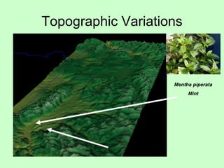 Topographic Variations
Mentha piperata
Mint
 