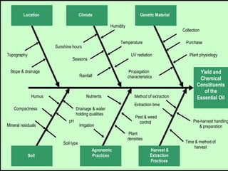 Yield and
Chemical
Constituents
of the
Essential Oil
Location
Topography
Slope & drainage
Climate
Sunshine hours
Seasons
Rainfall
Humidity
Temperature
UV radiation
Genetic Material
Collection
Purchase
Plant physiology
Propagation
characteristics
Soil
Nutrients
pH
Drainage & water
holding qualities
Humus
Compactness
Mineral residuals
Agronomic
Practices
Soil type
Irrigation
Pest & weed
control
Plant
densities
Harvest &
Extraction
Practices
Time & method of
harvest
Pre-harvest handling
& preparation
Method of extraction
Extraction time
 