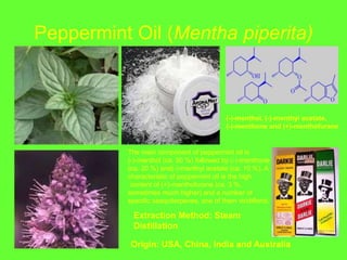 Peppermint Oil (Mentha piperita)
(-)-menthol, (-)-menthyl acetate,
(-)-menthone and (+)-menthofurane
Origin: USA, China, India and Australia
The main component of peppermint oil is
(-)-menthol (ca. 50 %) followed by (-)-menthone
(ca. 20 %) and(-)-menthyl acetate (ca. 10 %). A
characteristic of peppermint oil is the high
content of (+)-menthofurane (ca. 3 %,
sometimes much higher) and a number of
specific sesquiterpenes, one of them viridiflorol.
Extraction Method: Steam
Distillation
 