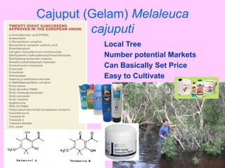 Cajuput (Gelam) Melaleuca
cajuputi
Local Tree
Number potential Markets
Can Basically Set Price
Easy to Cultivate
 