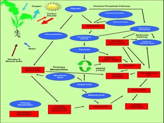 Oxygen
Carbon
Dioxide
Water
Glycolysis
Glycose
Nitrates &
Mineral Salts
Isoprenoids
(terpenoids)
6-Deoxyxylulose
Polysacccharidess
Disaccharides
Phosphoenol
pyruate
Pyruvate
KREBS
CYCLE
Acetyl-CoA
Mevalonic
Acid
Malonyl-CoA
Complex
Isoprenoids
(terpenoids)
Aliphatic
Amino Acids
Polyketides
Complex
Alkaloids
Alkaloids
Pentose Phosphate Pathway
Erythrose 4-
phosphate
Shikimate
Pathway
Aromatic
Amino Acids
Phenylpropan
oids
Hydroxy-
Benzoic Acid
Flavonoids
Complex
Flavonoids
Secondary
Metabolites
Primary
Metabolites
Primary
Metabolites
 