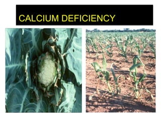 CALCIUM DEFICIENCY
 
