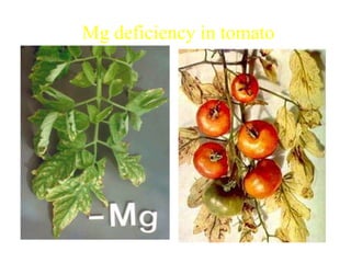 Mg deficiency in tomato
 