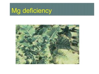Mg deficiency
 