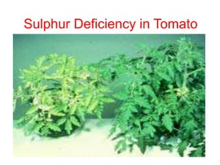 Sulphur Deficiency in Tomato
 