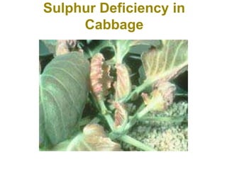 Sulphur Deficiency in
Cabbage
 
