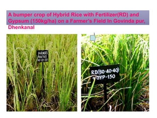 A bumper crop of Hybrid Rice with Fertilizer(RD) and
Gypsum (150kg/ha) on a Farmer’s Field In Govinda pur,
Dhenkanal
 