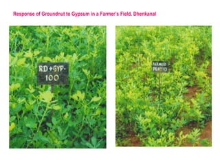 Response of Groundnut to Gypsum in a Farmer’s Field. Dhenkanal
 