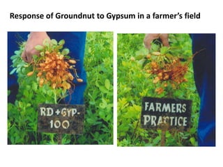 Response of Groundnut to Gypsum in a farmer’s field
 