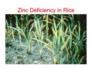 Zinc Deficiency in Rice
 